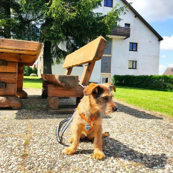 Ferienwohnung Harzluchs Mit Balkon, Netflix Und Sauna Im Haus Hohegeiß Eksteriør billede